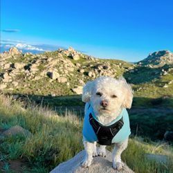 Box Springs Mountain Reserve - Dog friendly trail