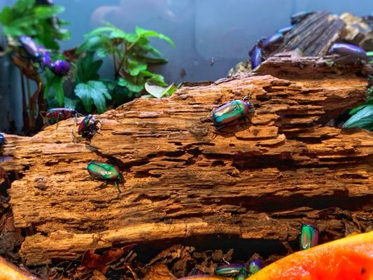 Cincinnati Zoo & Botanical Garden by null