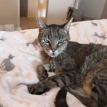 Valencia Animal Clinic - 21 year old Lucky isn't he gorgeous? - Veterinarians Near Me - Belen, New Mexico Valencia Animal Clinic - 21 year old Lucky isn't he gorgeous? - Veterinarians Near Me - Belen, New Mexico