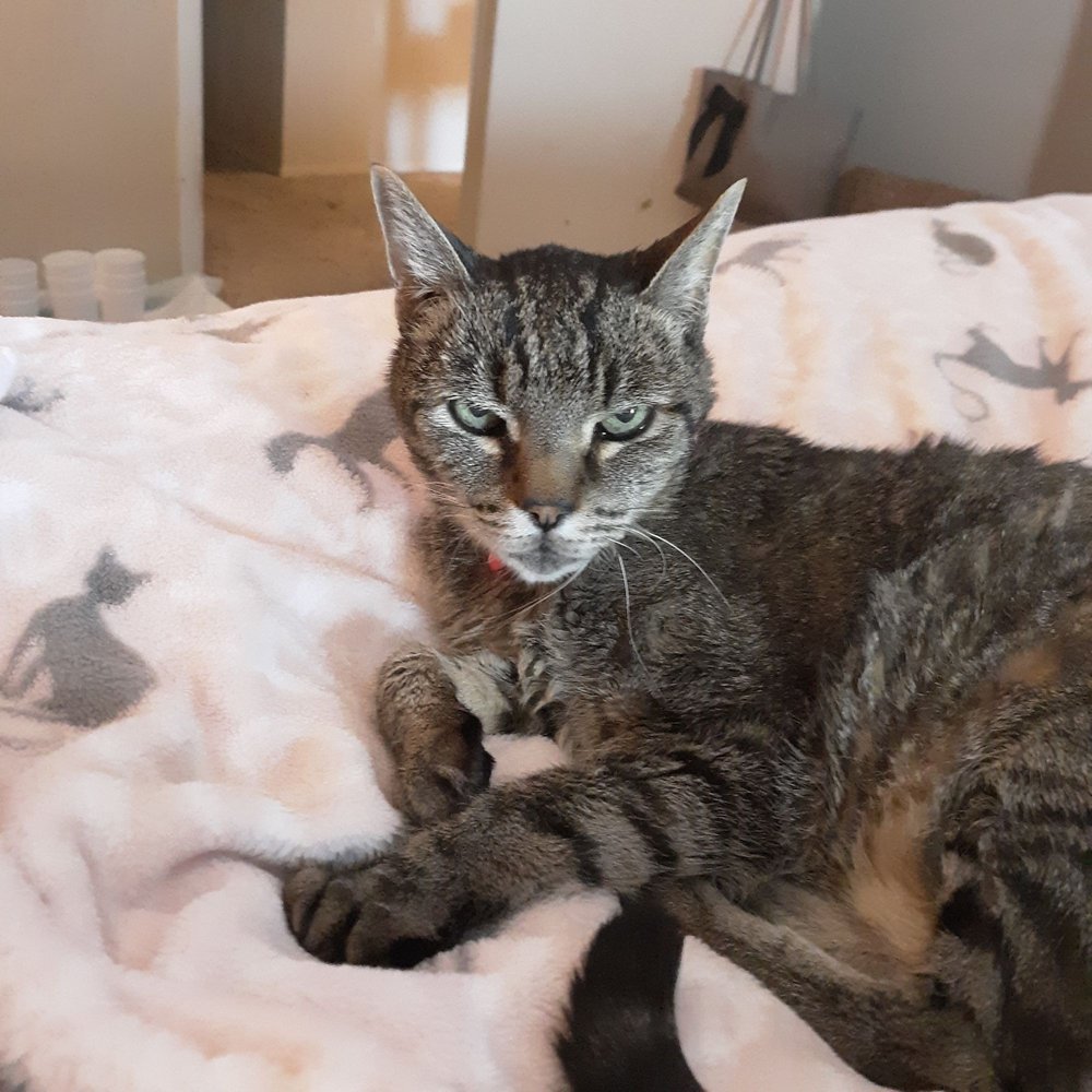 VALENCIA ANIMAL CLINIC Updated September 2024 11 Photos & 10 Reviews 1533 E River Rd