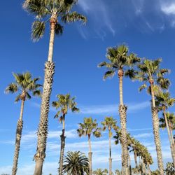 Palm walk between the parking lot and beach