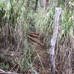 Wailuku Cross Trail - Steep trails