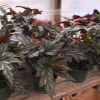 Jessi Foliage and Plants - Nurseries & Gardening Near Me - Encinitas, California Jessi Foliage and Plants - Nurseries & Gardening Near Me - Encinitas, California