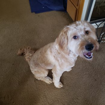 Pet Wishes Spa - Leo feels fresh and clean.. Thanks Verona.. - Pet Groomers Near Me - Las Vegas, Nevada Pet Wishes Spa - Leo feels fresh and clean.. Thanks Verona.. - Pet Groomers Near Me - Las Vegas, Nevada