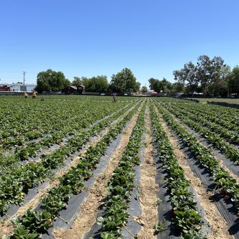 Byron Growers - Pick Your Own Farms Near Me - Byron, California