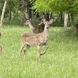 Speegleville Park - Deer all over!