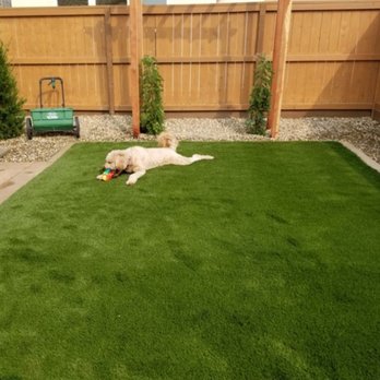 NT Landscaping Service - Buster loves the turf. - Landscaping Near Me - Elk Grove, California