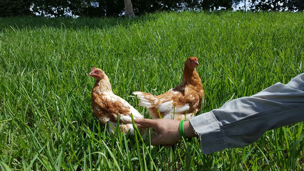 THE FANCY CHICKEN FARM Updated August 2024 24 Photos 14689 Cedar