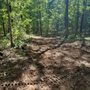 Whitzell Excavation