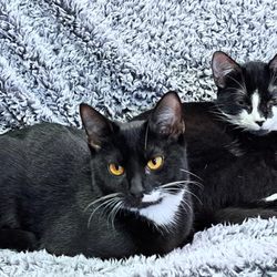 Little Sebago - Alli & Rascal - Newest kitten rescues