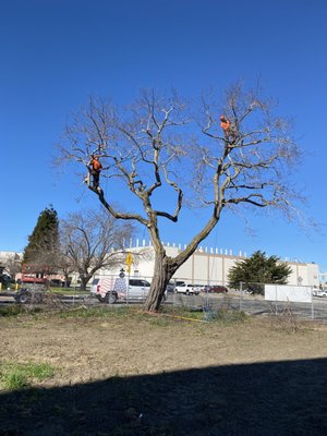 GRAHAM TREE SERVICE - Updated June 2025 - 23 Photos & 51 Reviews - 520 ...