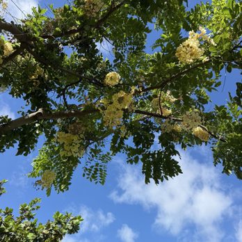 Ala Moana Regional Park - Trees - Parks Near Me - Honolulu, Hawaii
