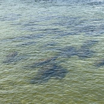 Manatee Viewing Center - Manatees - Zoos Near Me - Apollo Beach, Florida