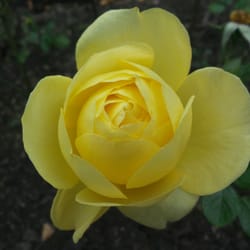 Paddington Recreation Ground - Last of the yellow roses.