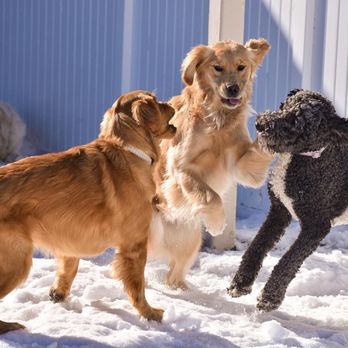 River Paws - Waunakee Dog Daycare - Pet Sitting Near Me - Waunakee, Wisconsin