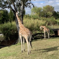Stanleyville Train Station - Giraffes