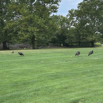 Burnham Woods Golf Course - Turkeys on 10 - Golf Near Me - Burnham, Illinois