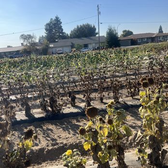 R A M Farms Pumpkin Patch and Corn Maze - Farmers Market Near Me - Turlock, California