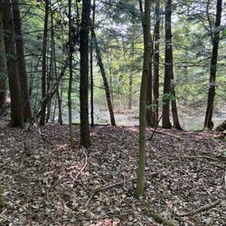 Little Tract Hiking Trail - Swamp