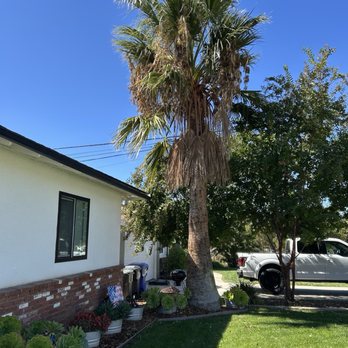Ayala's Tree Service - Before - Tree Services Near Me Ayala's Tree Service - Before - Tree Services Near Me