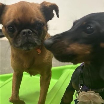 Pooch Hotel Newton - Pet Training Near Me - Newton, Massachusetts