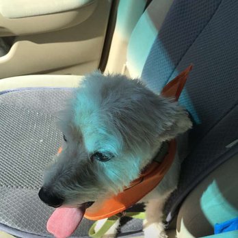 PetSmart - Love the work done by Amanda. Plus the little scarf is cute. - Pet Training Near Me - La Quinta, California