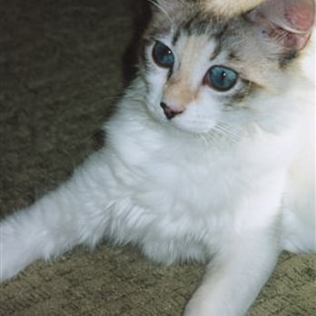 Absolutely Reliable Cat Sitting - Pet Sitting Near Me - Lacey, Washington