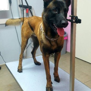 HappyPuppy - Pet Groomers Near Me - Brussels, BRU