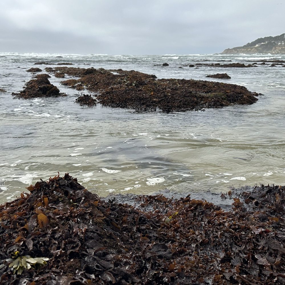Fitzgerald Marine Reserve - Tide pools - Parks Near Me - Moss Beach, California