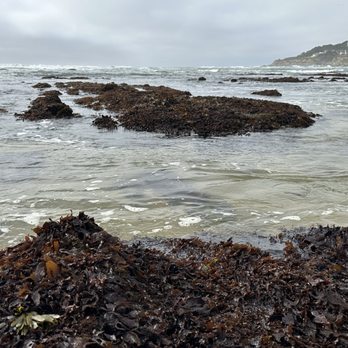 Fitzgerald Marine Reserve - Tide pools - Parks Near Me - Moss Beach, California