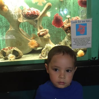 Seaside Aquarium - Ok for a side diversion, need to work on it.  No bathroom except for 2 long blocks away. Not good for kids - Aquariums Near Me - Seaside, Oregon
