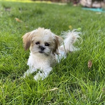 Midtown Mutts - Mochi chilling on the grass. Before Heidi, he wouldn't go near it. - Dog Walkers Near Me - Sacramento, California Midtown Mutts - Mochi chilling on the grass. Before Heidi, he wouldn't go near it. - Dog Walkers Near Me - Sacramento, California
