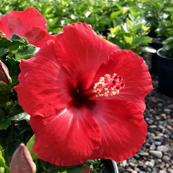 V & P Nurseries - Nurseries & Gardening Near Me - Queen Creek, Arizona V & P Nurseries - Nurseries & Gardening Near Me - Queen Creek, Arizona