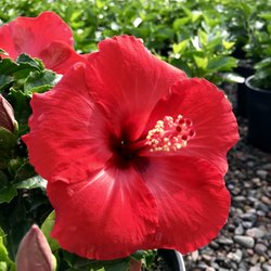 V & P Nurseries