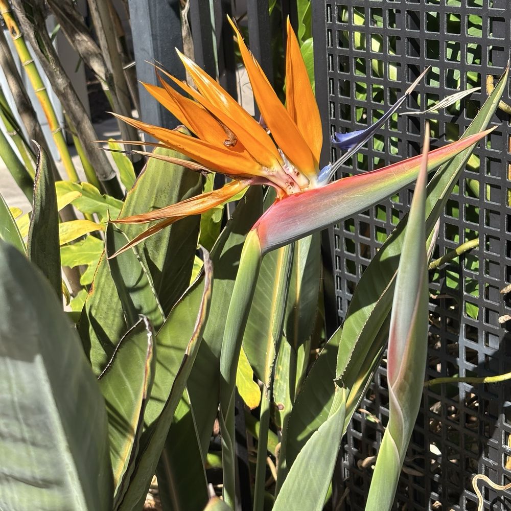San Diego Botanic Garden - Botanical Gardens Near Me - Encinitas, California
