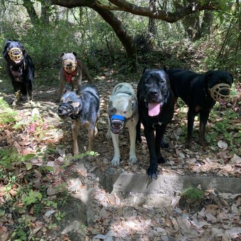 Cultured Hounds - Pet Training Near Me Cultured Hounds - Pet Training Near Me