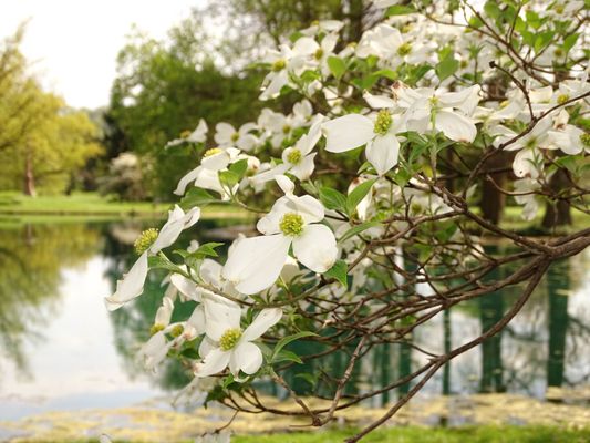 Spring Grove by null