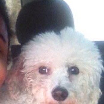 Snip N' Clip Dog Grooming - Rescued this lovely off the streets of Newark! Snip & Clip bound. - Pet Groomers Near Me - Secaucus, New Jersey Snip N' Clip Dog Grooming - Rescued this lovely off the streets of Newark! Snip & Clip bound. - Pet Groomers Near Me - Secaucus, New Jersey