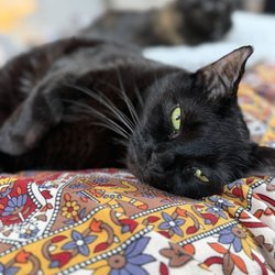 My Natural Pet - Jackson