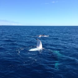 Quick Cat Ii Whale Watching - Whales!