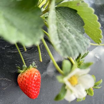 Amber Brooke Farms - Eustis - Strawberry picking - Pick Your Own Farms Near Me - Eustis, Florida