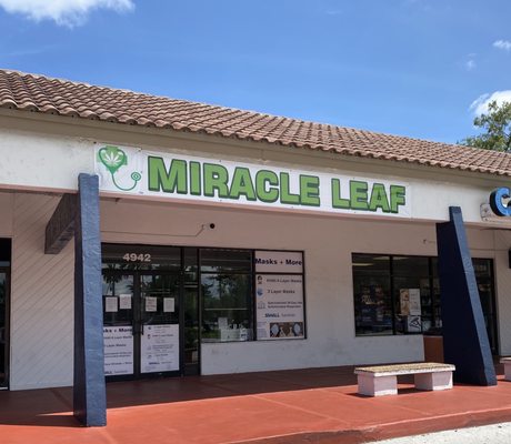 Miracle Leaf by null