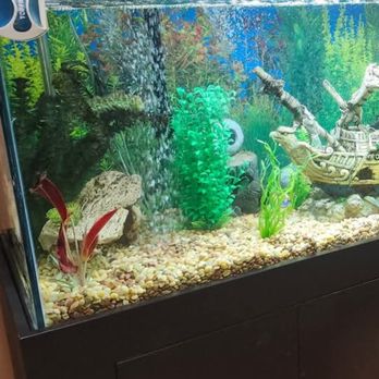 Tropical Haven - No chip in photo - Pet Stores Near Me - Modesto, California