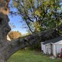 Photo of Enrights Tree Service
