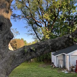 Enrights Tree Service - Before