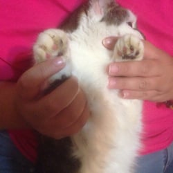 Key Animal Hospital
