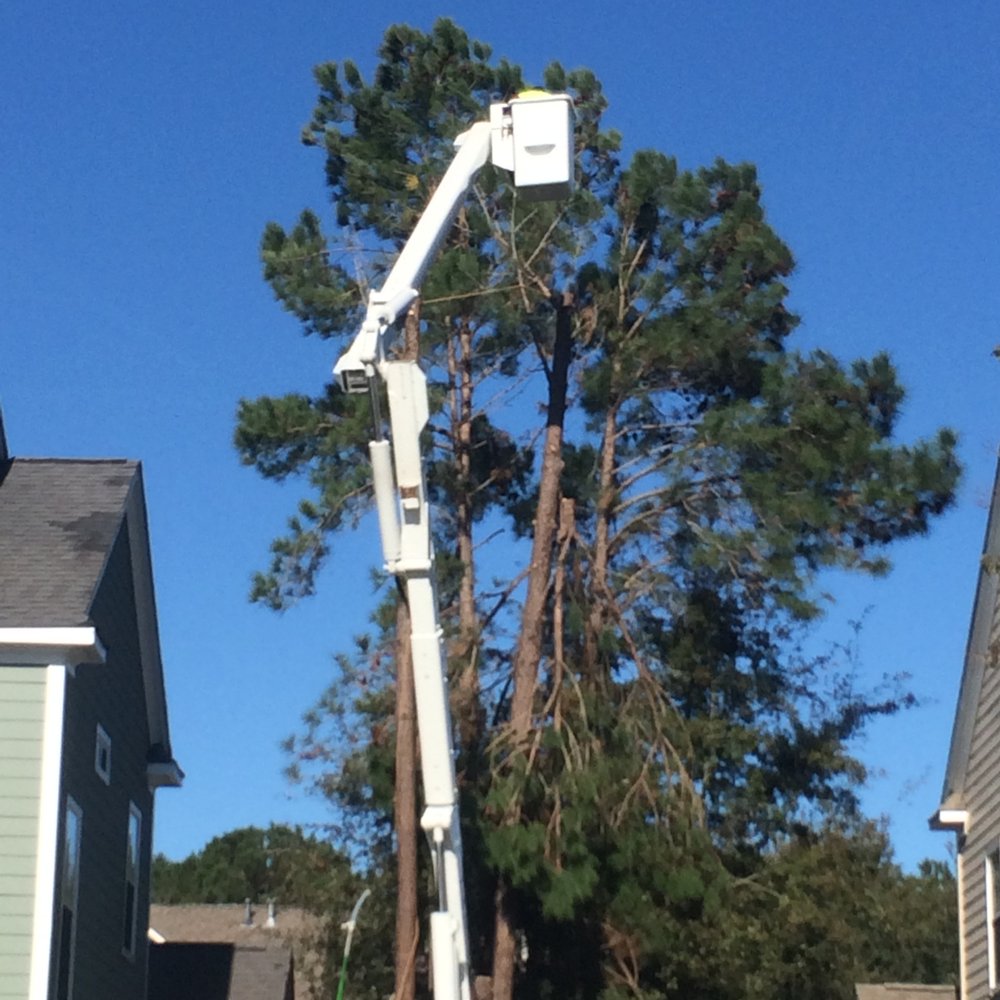 Palmetto Tree Service - Tree Services Near Me - Mount Pleasant, South Carolina