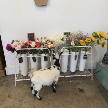 The Farmhouse Mercantile - DIY boquet - Gift Shops Near Me - Placerville, California The Farmhouse Mercantile - DIY boquet - Gift Shops Near Me - Placerville, California