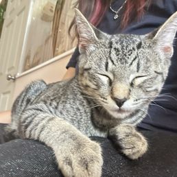 cat