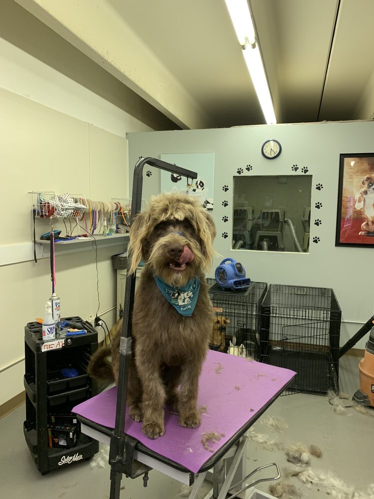 DOGGIE STYLING Updated July 2024 13 Photos 5949 Omaha Blvd, Colorado Springs, Colorado
